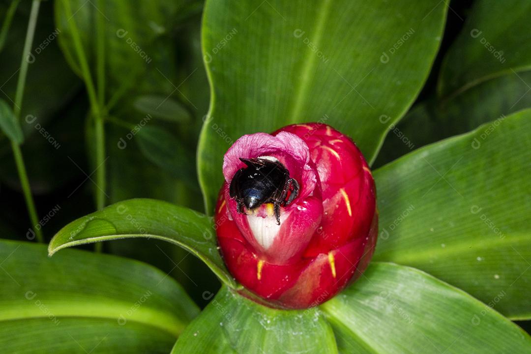 Fotografia macro da flor polinizadora do bumble Bombus terrestris Imagem JPG