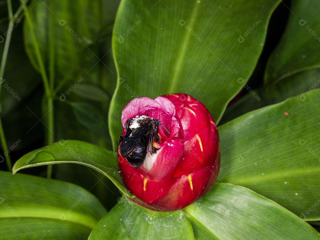 Fotografia macro da flor polinizadora do bumble (Bombus terrestris) Imagem JPG