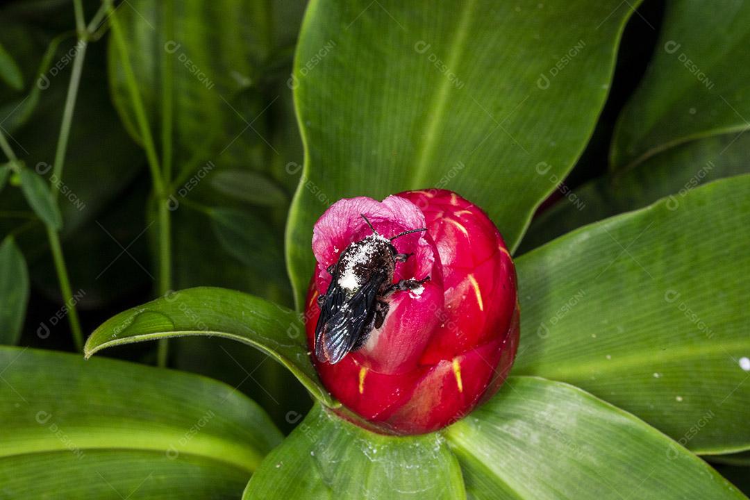 Fotografia macro da flor polinizadora do bumble Bombus terrestris Imagem JPG