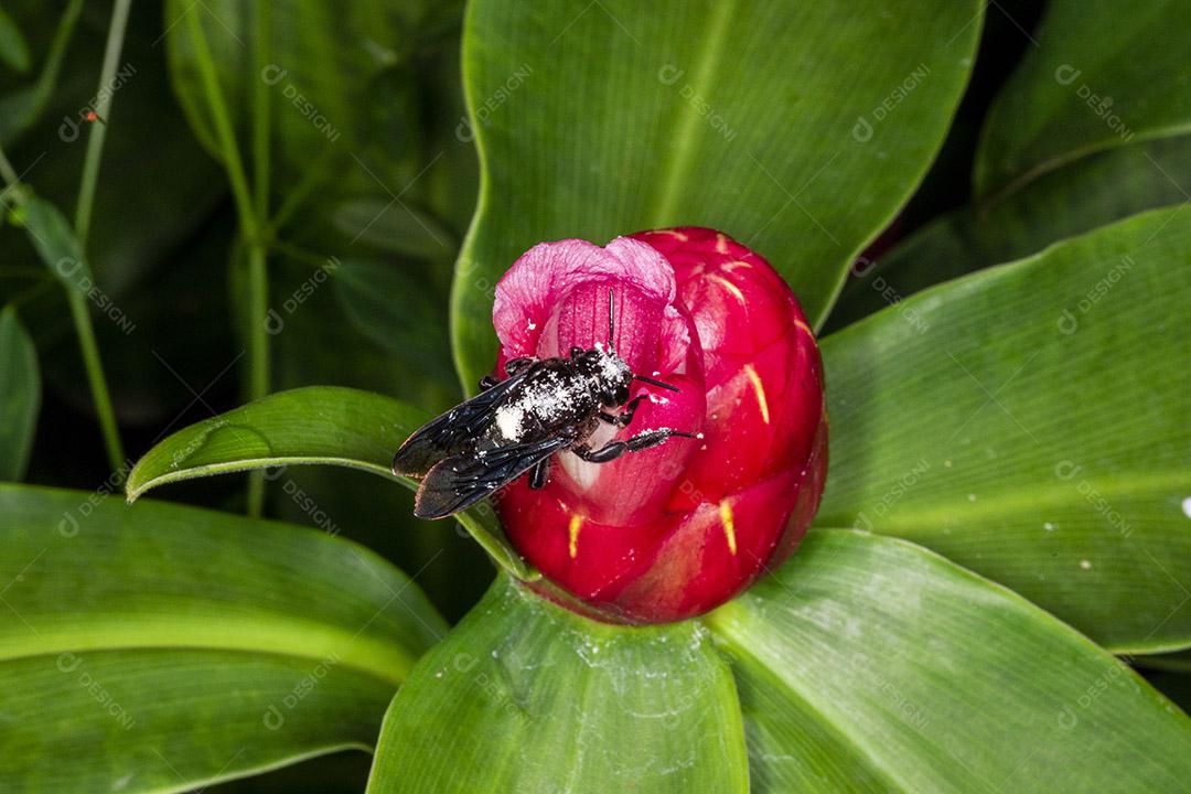Fotografia macro da flor polinizadora do bumble Bombus terrestris Imagem JPG