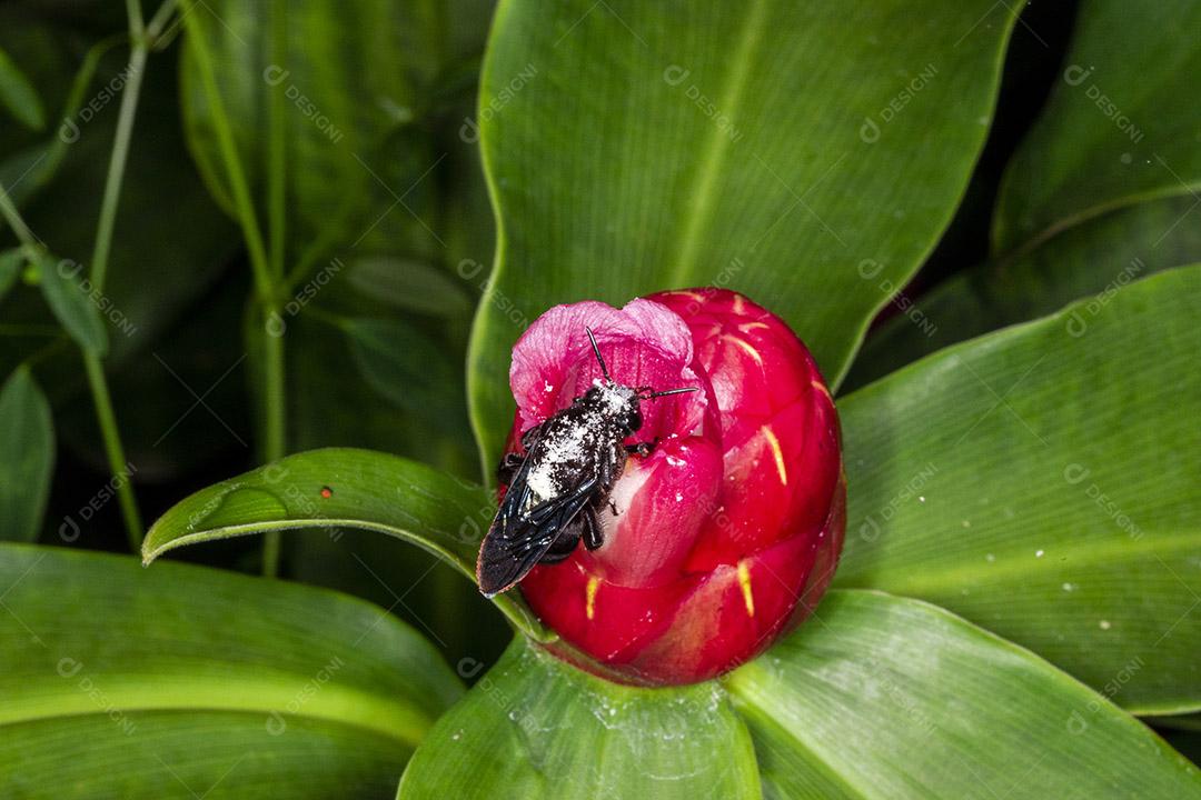 Fotografia macro da flor polinizadora do bumble Bombus terrestris Imagem JPG