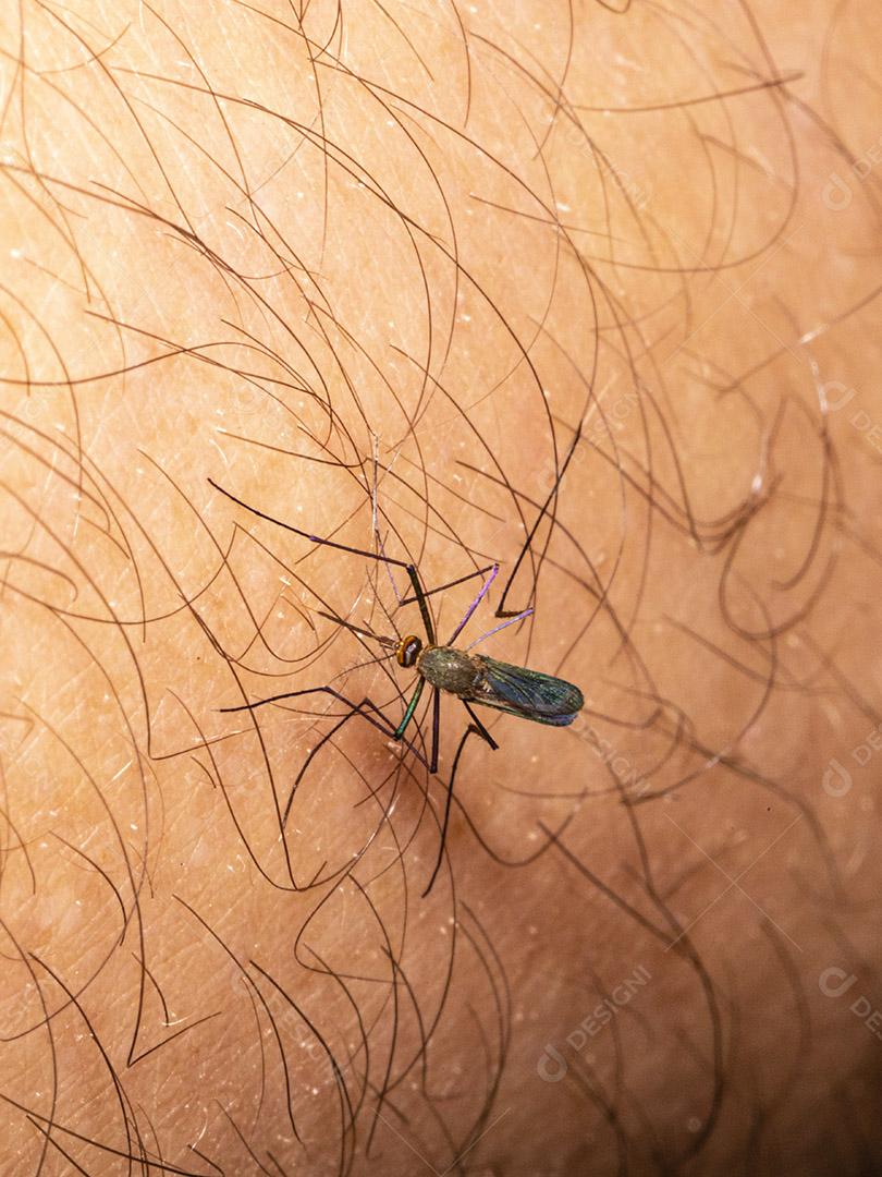Braço humano de mosquito, praga muriçoca Imagem JPG