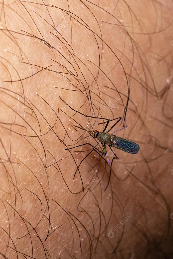 Braço humano de mosquito, praga muriçoca Imagem JPG