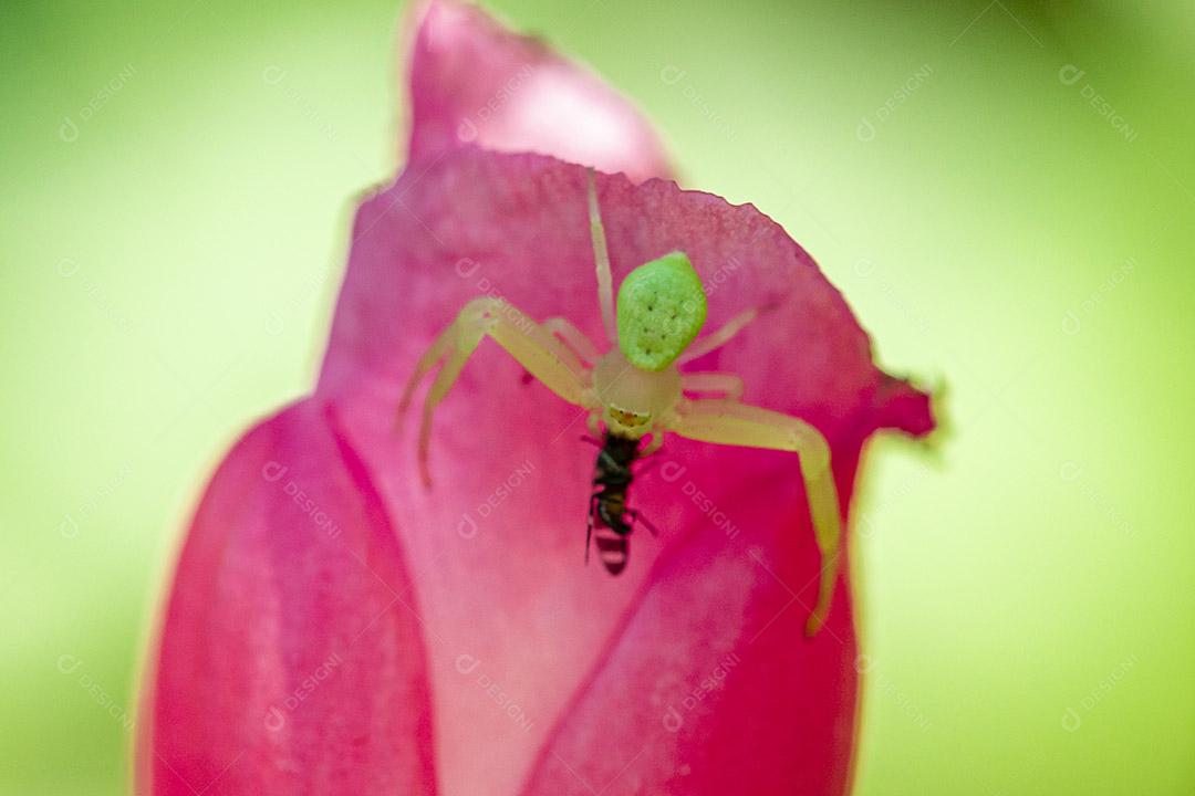 Fotografia macro de aranha comendo uma mosca Imagem JPG