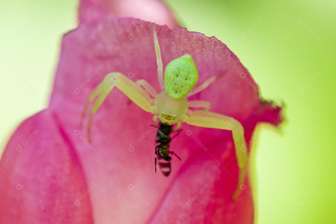 Fotografia macro de aranha comendo uma mosca Imagem JPG