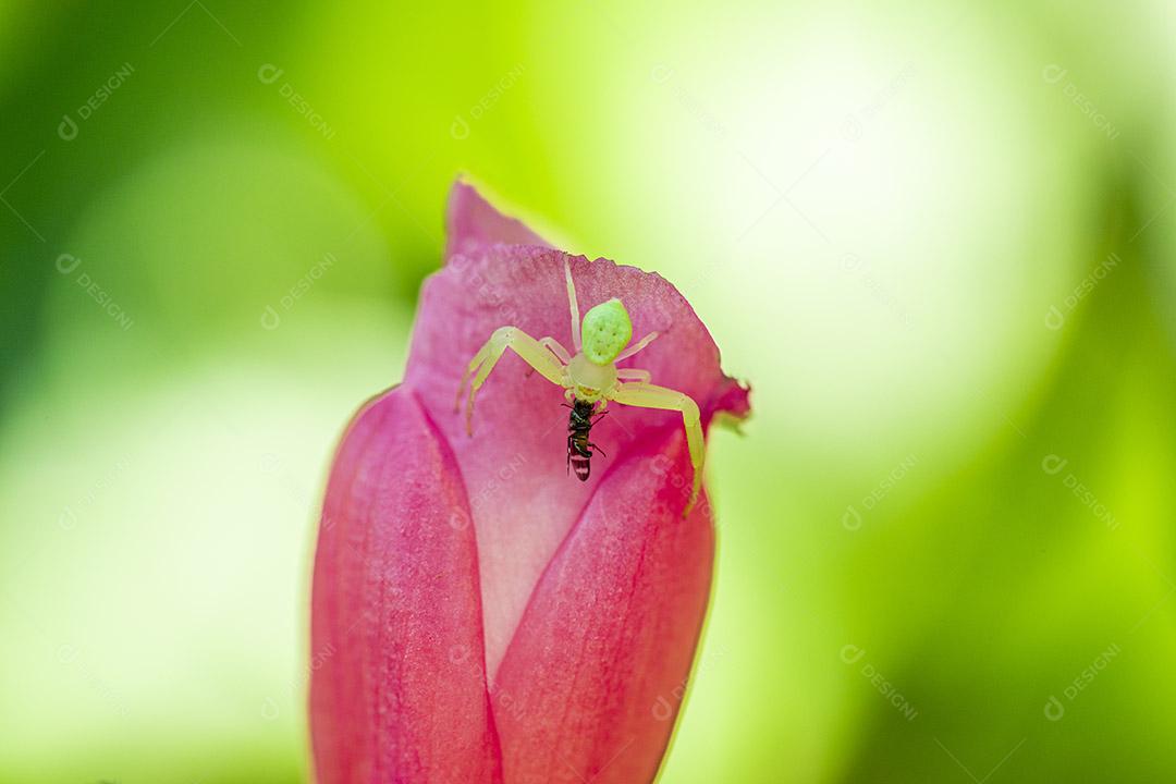 Fotografia macro de aranha comendo uma mosca Imagem JPG