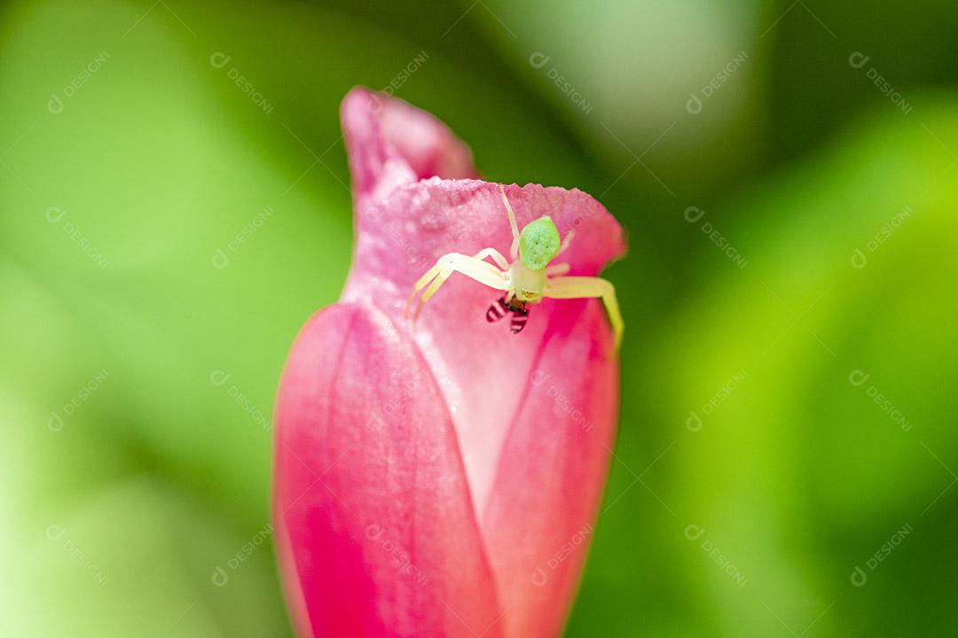 Fotografia macro de aranha comendo uma mosca Imagem JPG