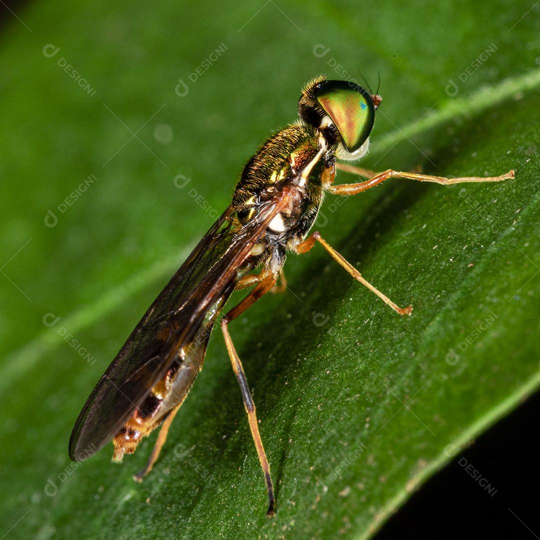 Fotografia macro de pequenos insetos Imagem JPG