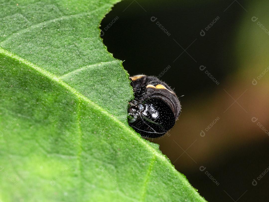 Lagarta comendo folha em uma árvore Imagem JPG