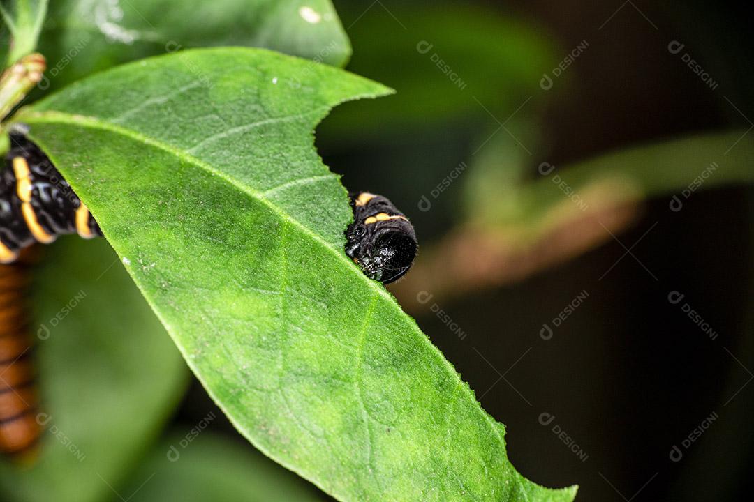 Lagarta comendo folha em uma árvore Imagem JPG