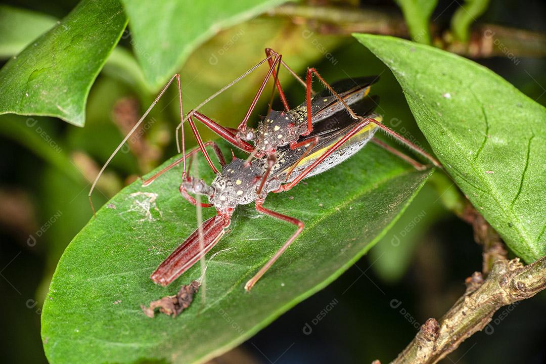 Fotografia macro de pequenos insetos.Imagem JPG