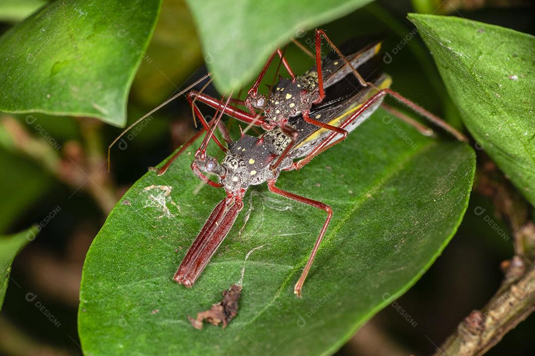 Fotografia macro de pequenos insetos.Imagem JPG