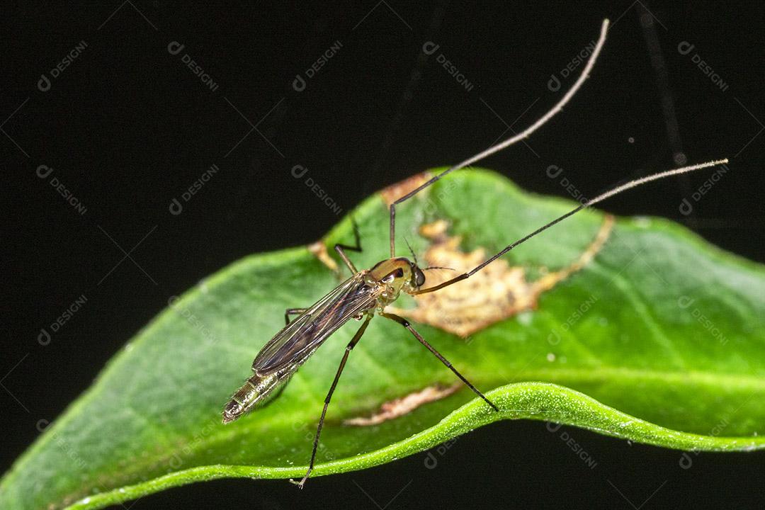 Fotografia feminina de um mosquito macho Imagem JPG