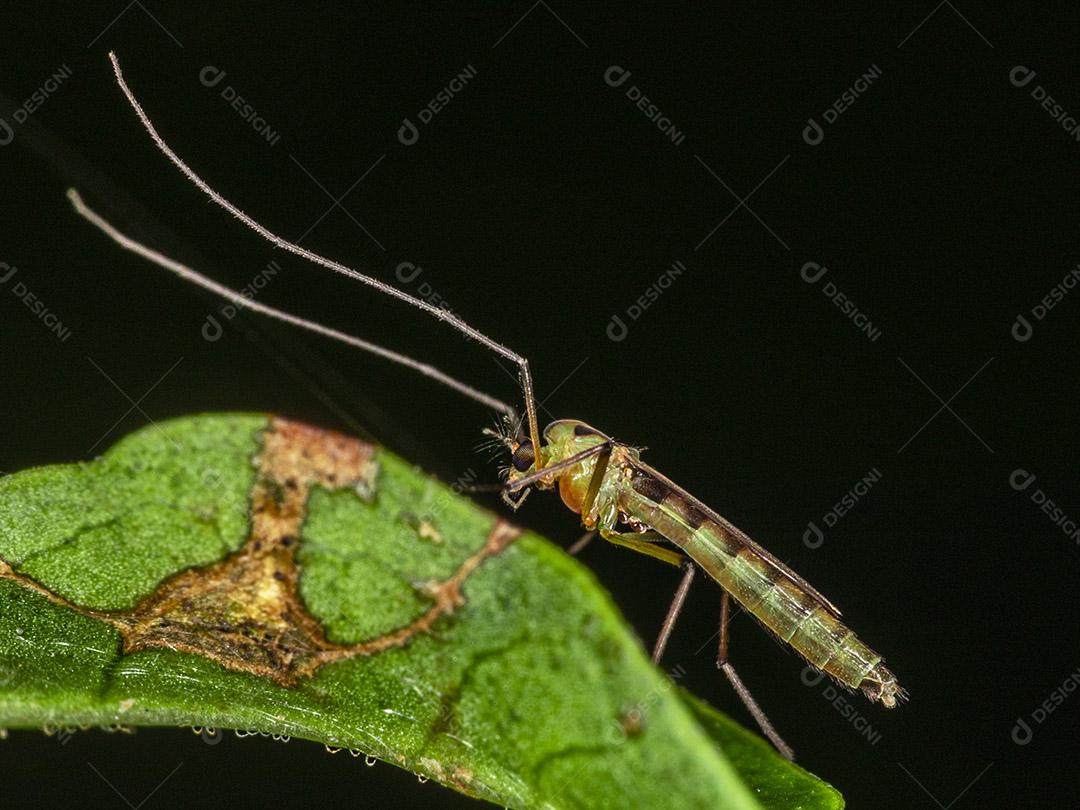Fotografia feminina de um mosquito macho.Imagem JPG