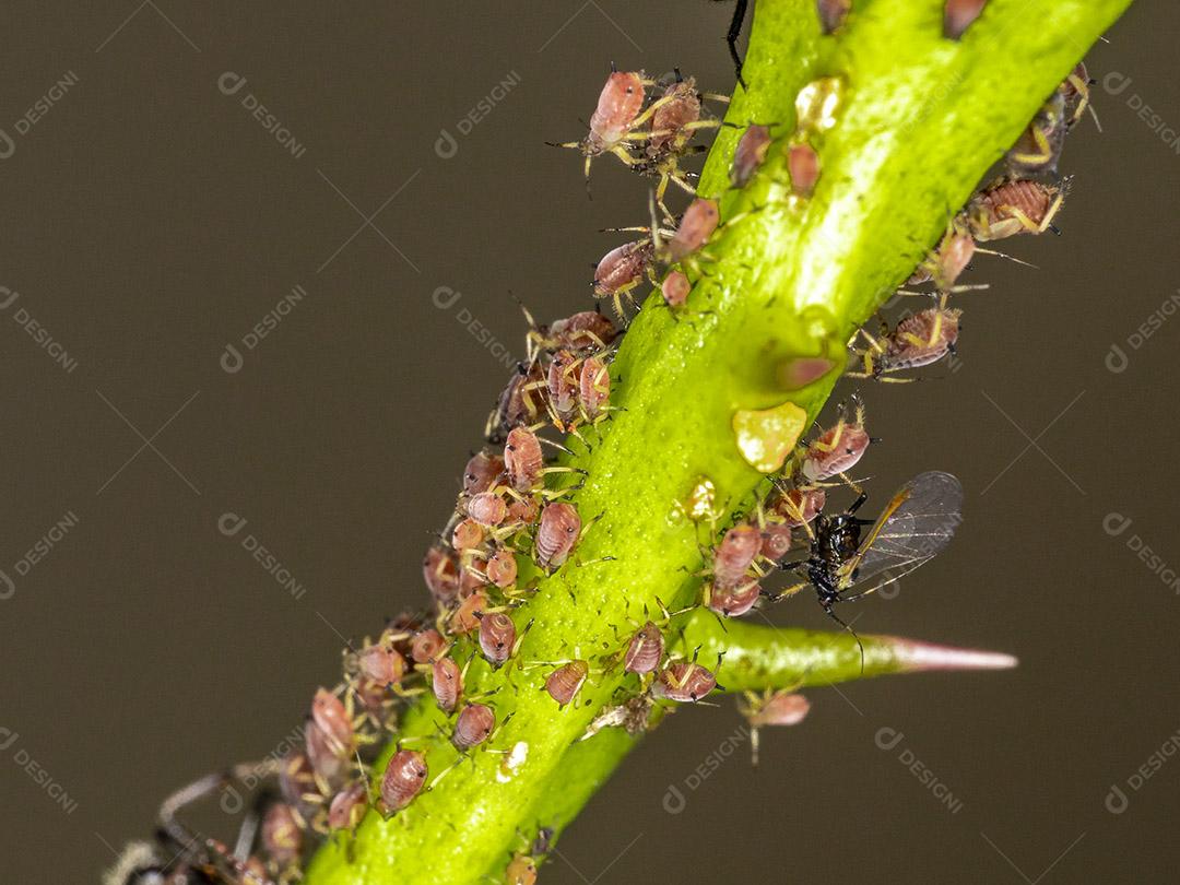 Fotos Pulgões ou piolhos de plantas são pequenos insetos se alimentam de seiva de plantas