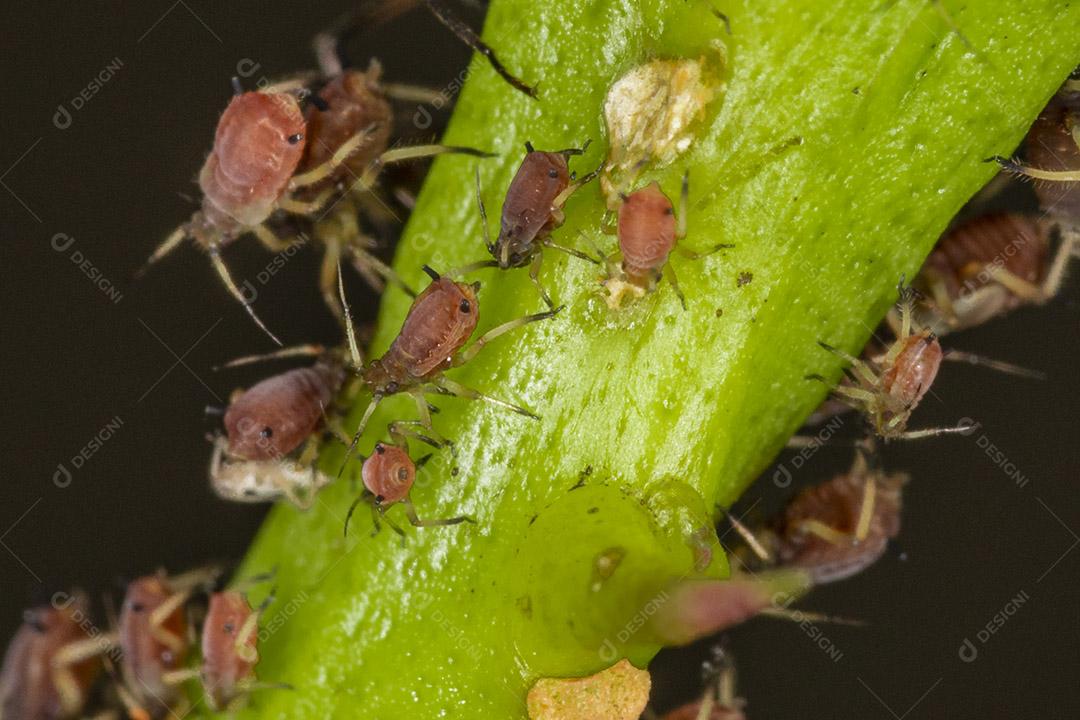 Fotos Pulgões ou piolhos de plantas são pequenos insetos se alimentam de seiva de plantas