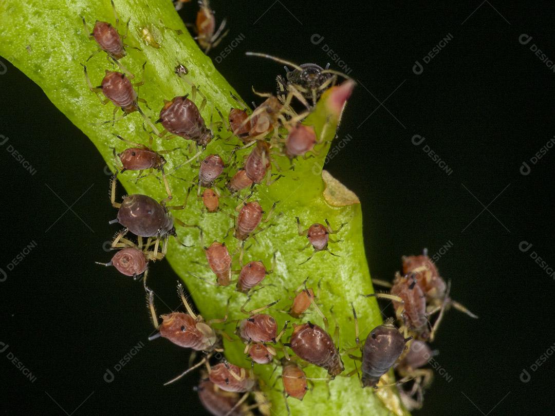 Fotos Pulgões ou piolhos de plantas são pequenos insetos se alimentam de seiva de plantas