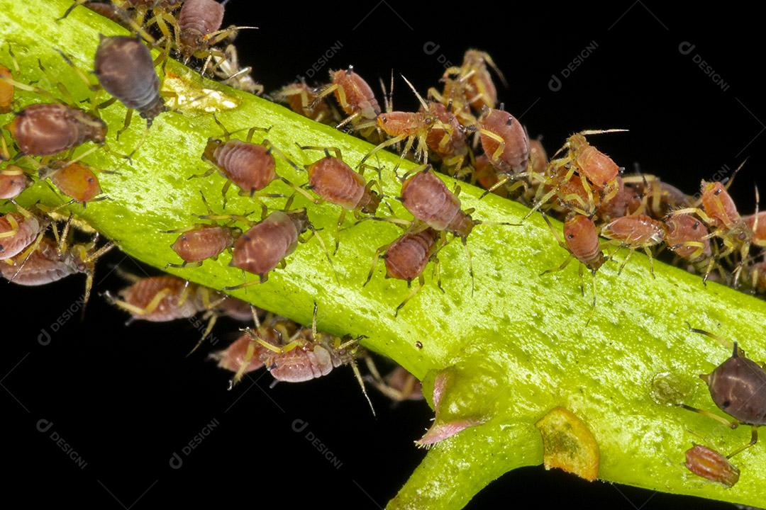 Fotos Pulgões ou piolhos de plantas são pequenos insetos se alimentam de seiva de plantas