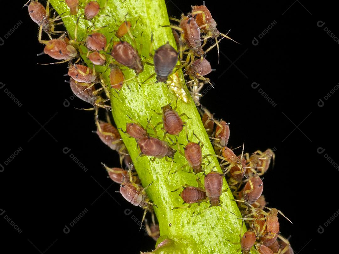 Fotos Pulgões ou piolhos de plantas são pequenos insetos se alimentam de seiva de plantas