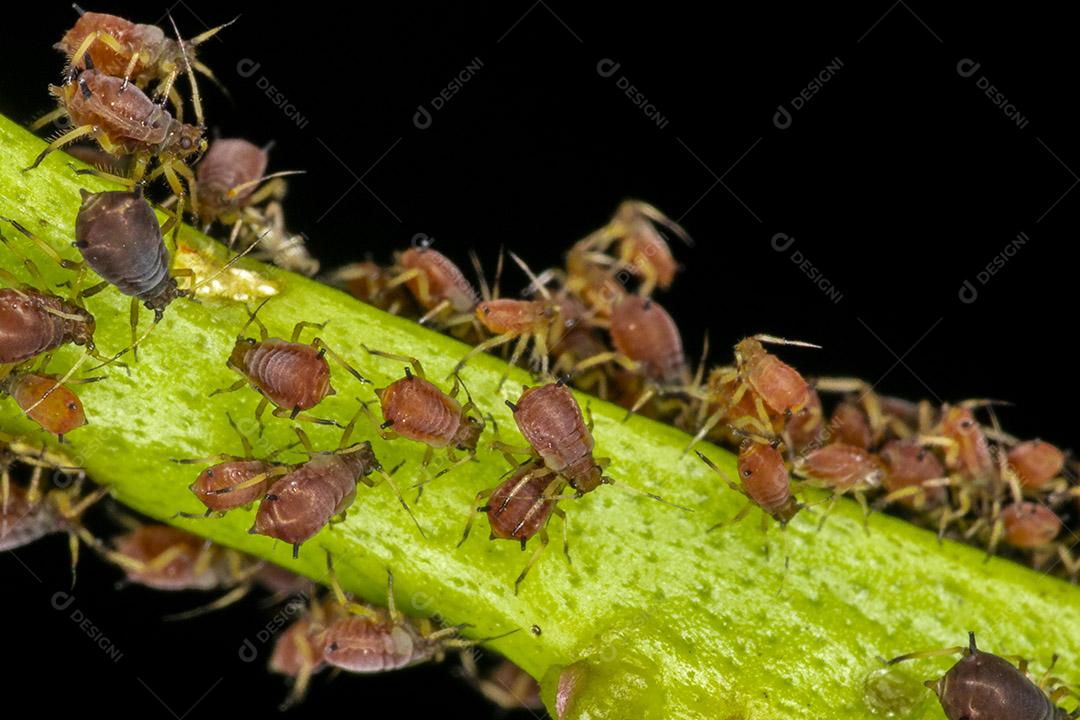 Fotos Pulgões ou piolhos de plantas são pequenos insetos se alimentam de seiva de plantas