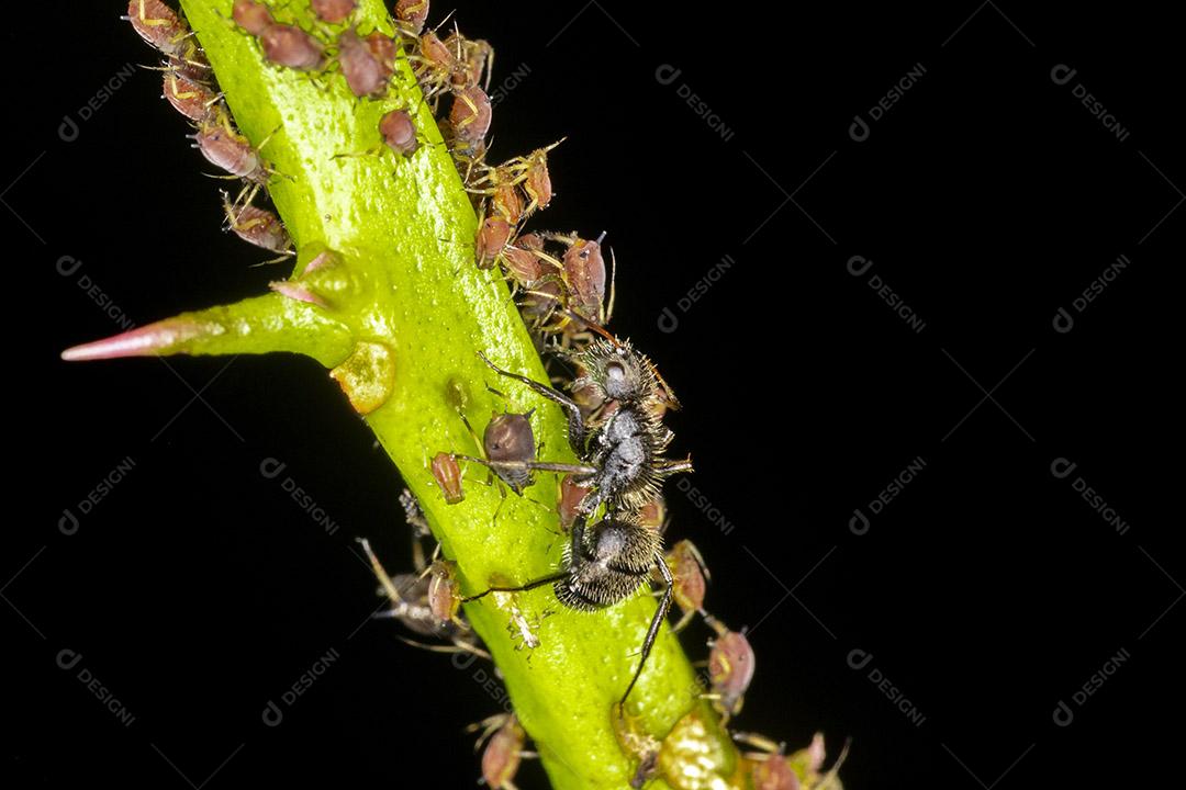 Fotos Pulgões ou piolhos de plantas são pequenos insetos se alimentam de seiva de plantas