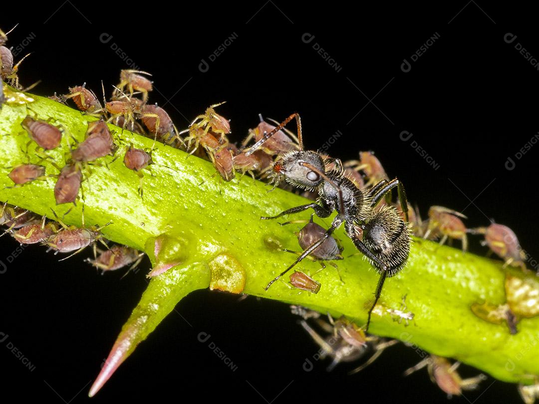 Fotos Pulgões ou piolhos de plantas são pequenos insetos se alimentam de seiva de plantas