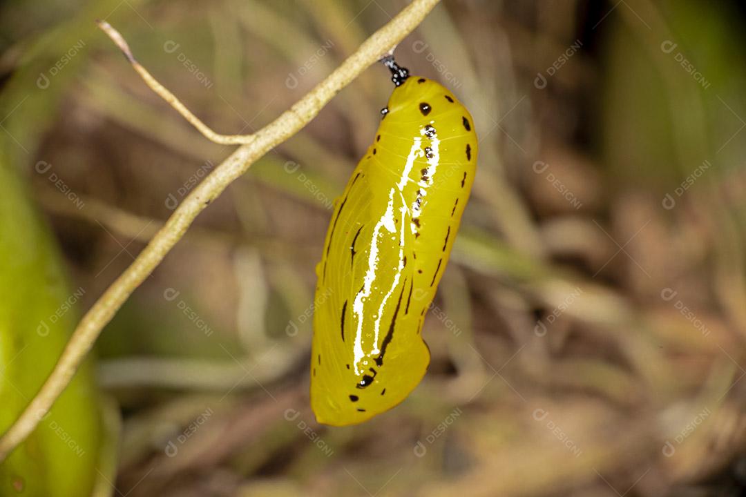 Lindos casulos amarelos, em breve se tornarão borboletas Imagem