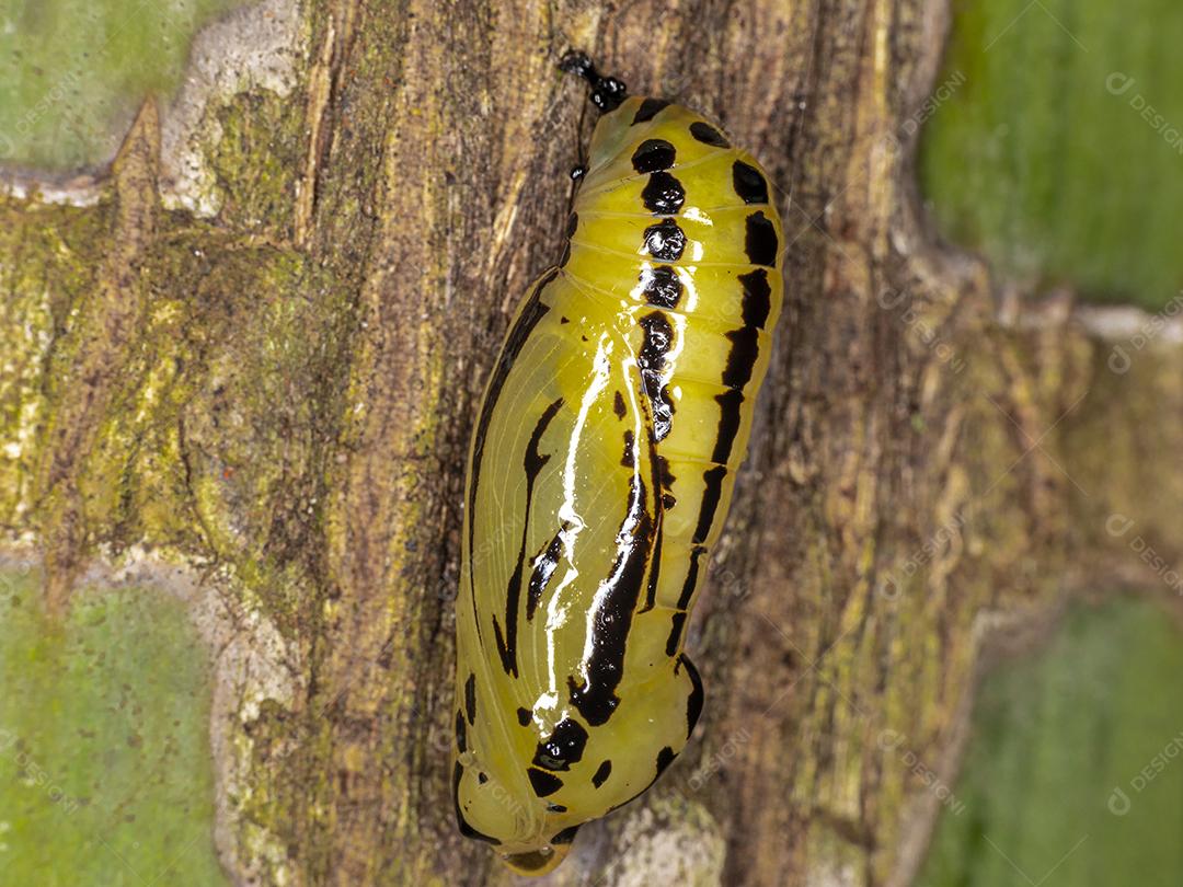 Lindos casulos amarelos, em breve se tornarão borboletas Imagem