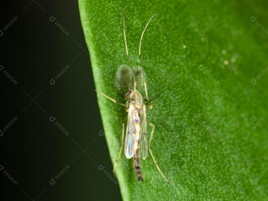 Fotografia masculina de um mosquito macho Imagem JPG
