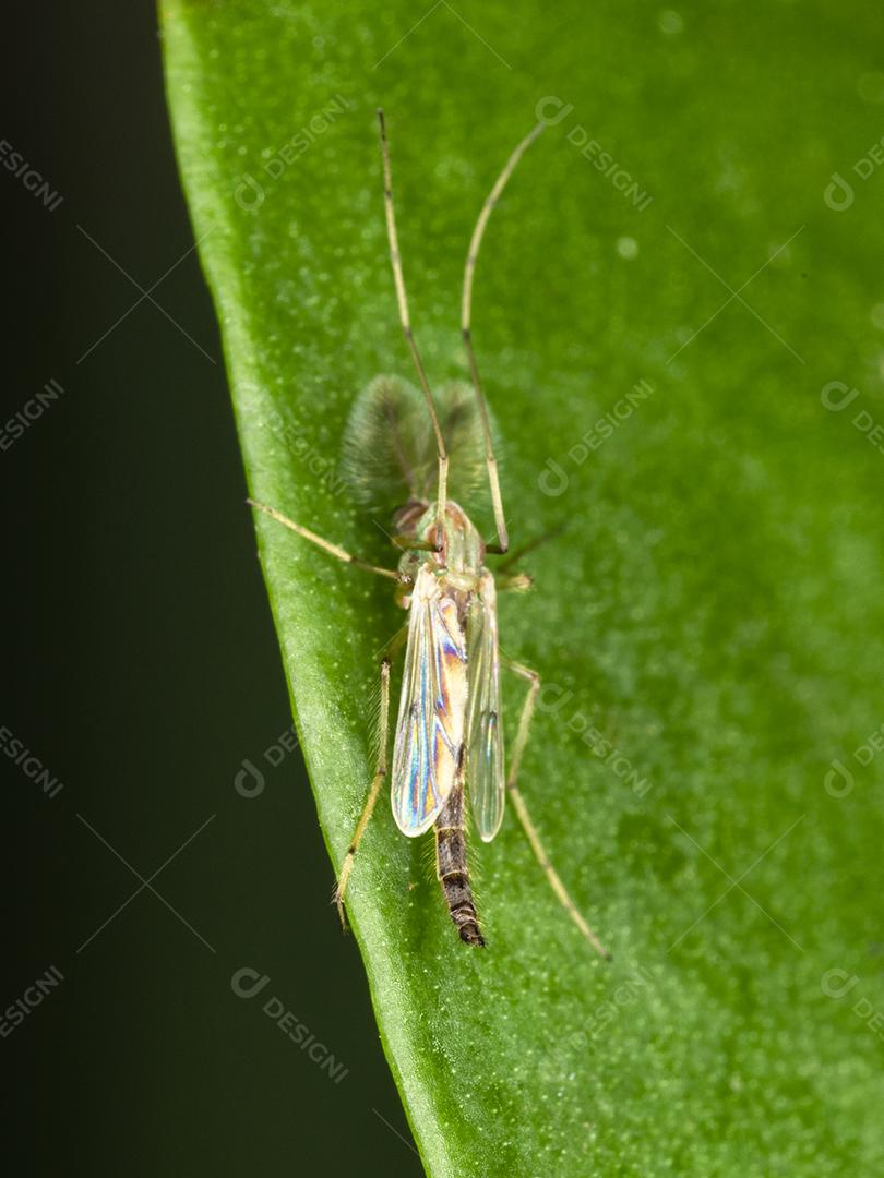 Fotografia masculina de um mosquito macho Imagem JPG