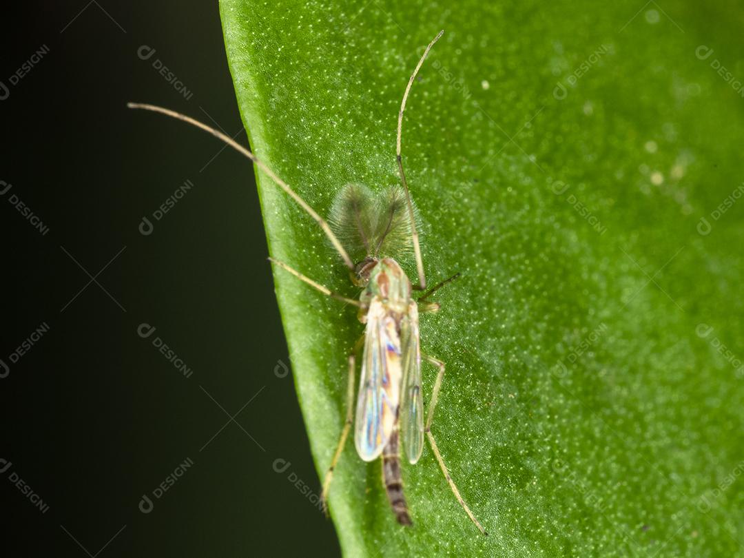 Fotografia masculina de um mosquito macho Imagem JPG