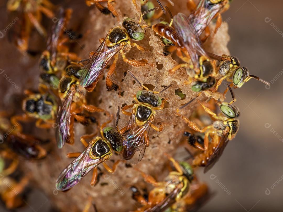 Fotos Fotografia macro da entrada de um enxame de abelhas brasileiras Jatai