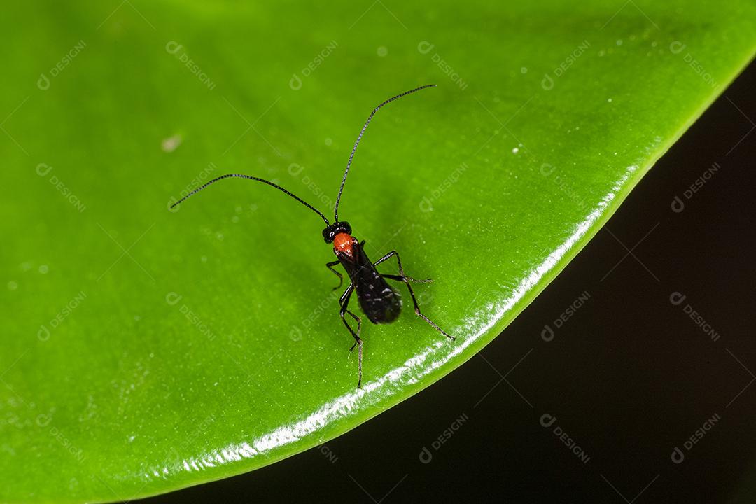 Fotografia macro de pequenos insetos.Imagem JPG