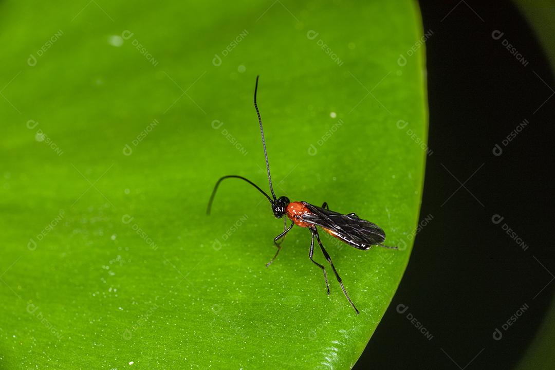 Fotografia macro de pequenos insetos.Imagem JPG