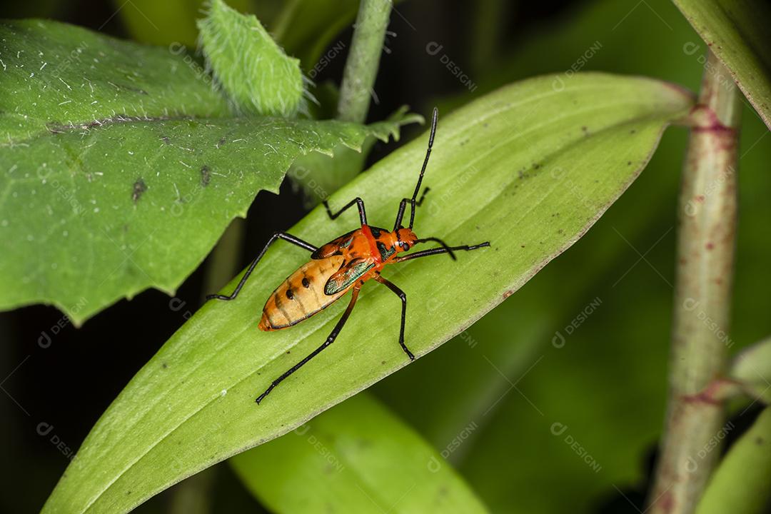 Fotografia macro de pequenos insetos.Imagem JPG