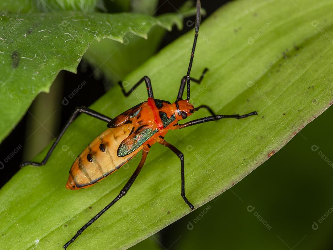 Fotografia macro de pequenos insetos.Imagem JPG