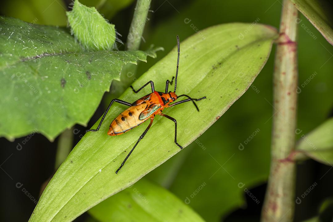 Fotografia macro de pequenos insetos.Imagem JPG