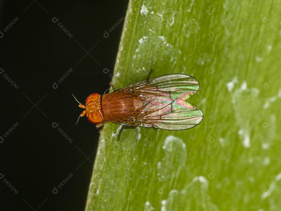 Fotos Fotografia macro de um inseto Lauxaniidae empoleirado em uma folha