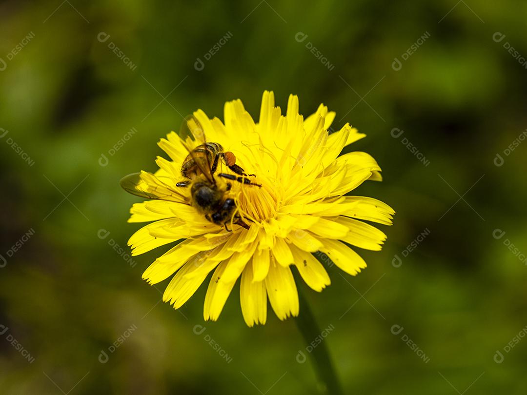 Inseto abelha flor amarela floresta Imagem JPG