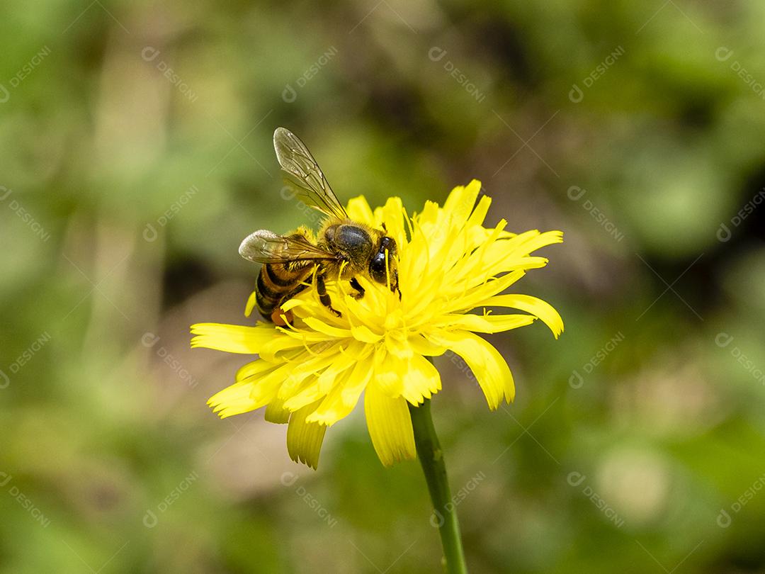 Inseto abelha flor amarela floresta Imagem JPG