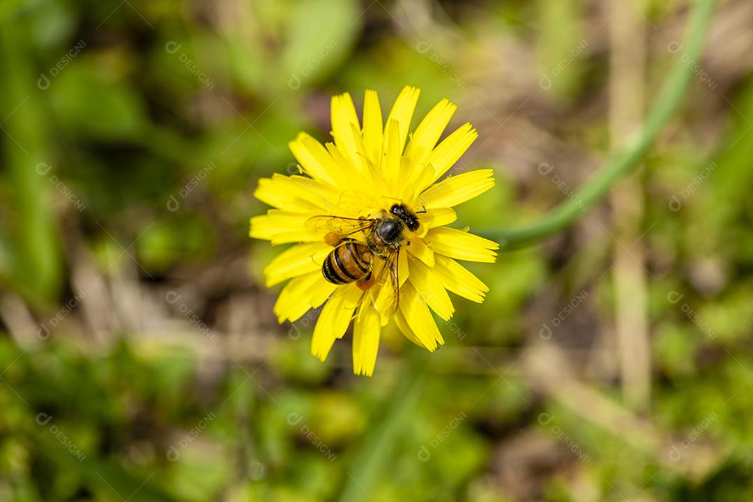 Inseto abelha flor amarela floresta Imagem JPG