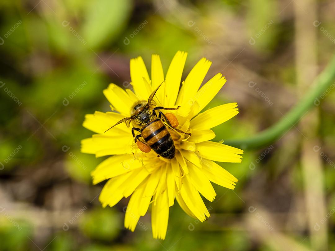 Inseto abelha flor amarela floresta Imagem JPG