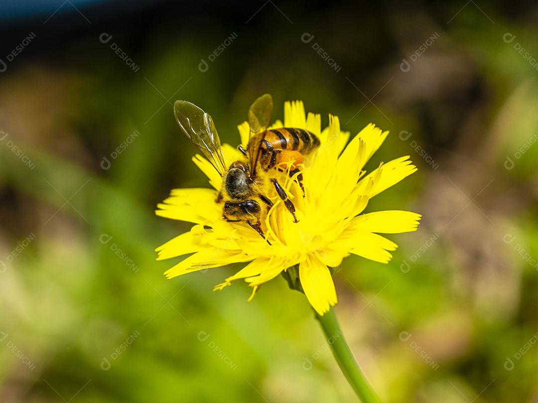 Inseto abelha flor amarela floresta Imagem JPG