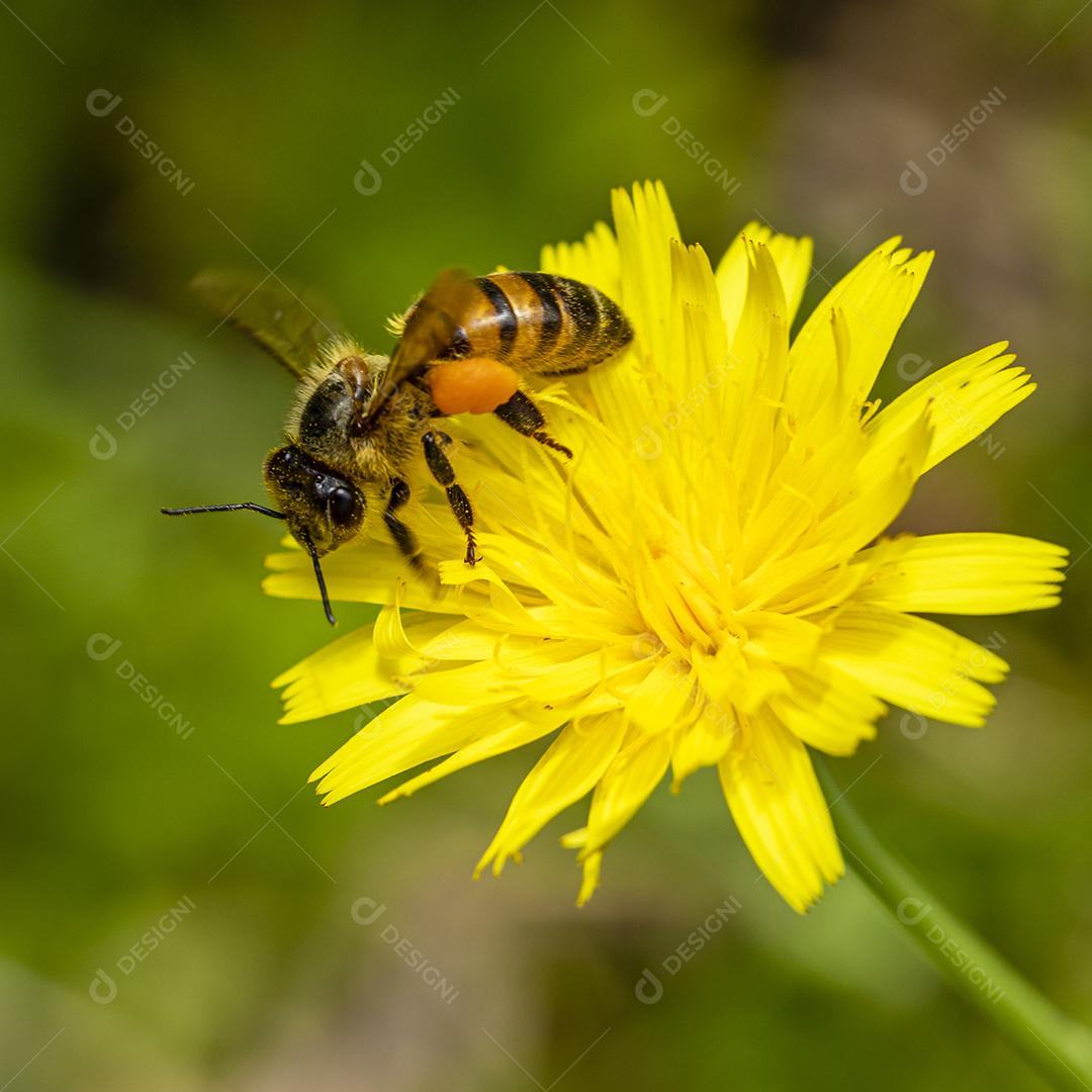Inseto abelha flor amarela floresta Imagem JPG