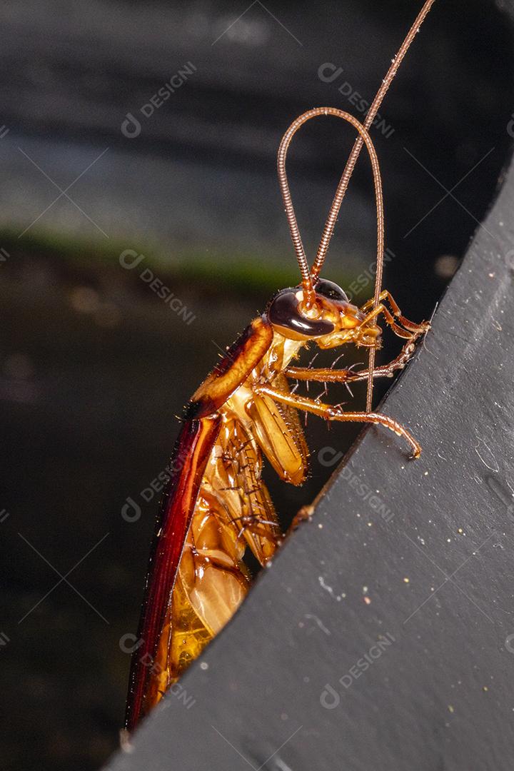 closeup em uma barata, praga inseto  Imagem JPG