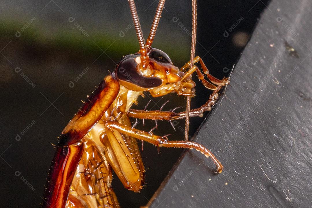 closeup em uma barata, praga inseto  Imagem JPG