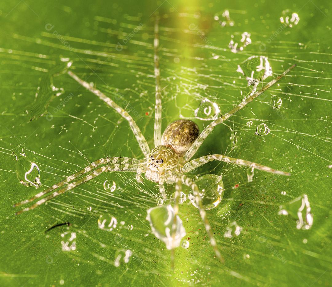Inseto aranha floresta Imagem JPG