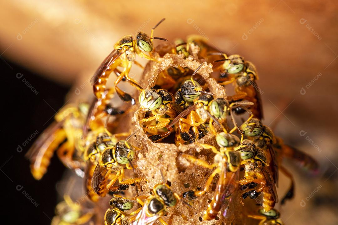 Fotografia macro da entrada de um enxame de abelhas brasileiras Jatai Imagem JPG
