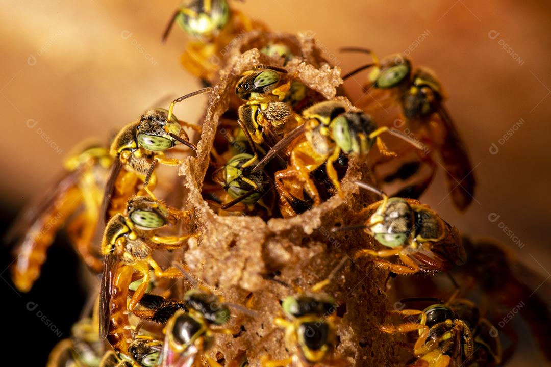 Fotografia macro da entrada de um enxame de abelhas brasileiras Jatai Imagem JPG