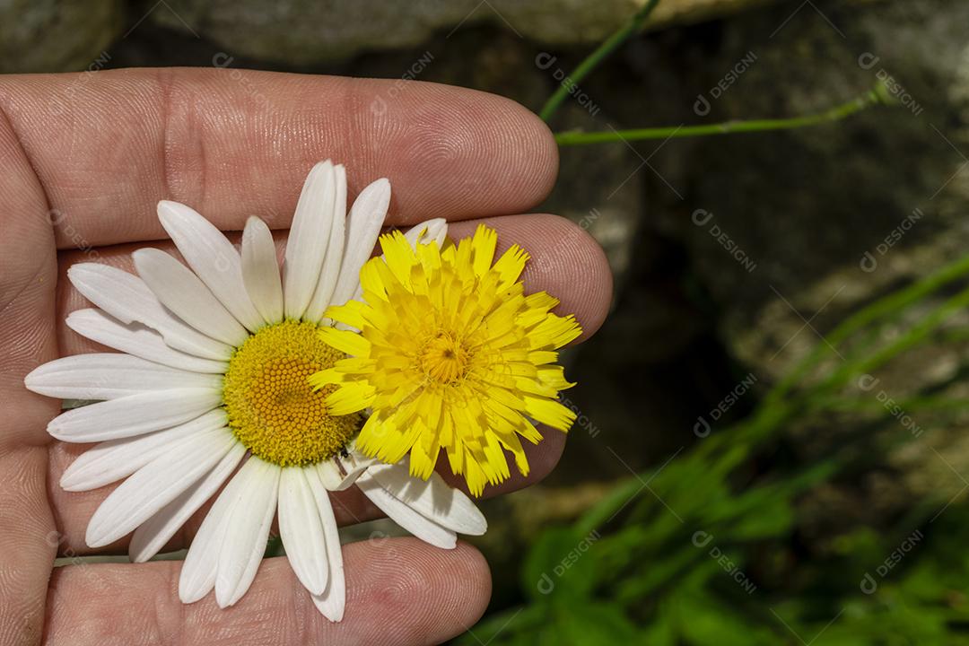 Flores branca e amarela maos de uma pessoa Imagem JPG